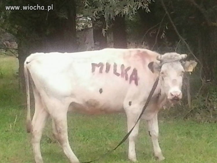 Polska Milka 