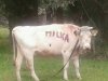 Polska Milka 