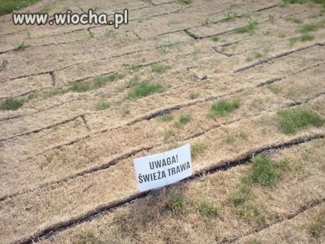 Świeża trawa
