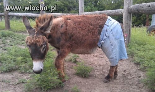 Tak się czasem zastanawiam