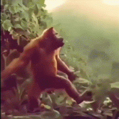 Kto tu kogo naśladuje