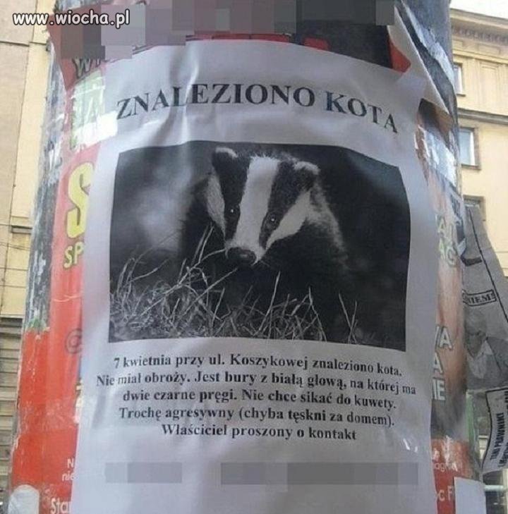 Dziwny ten kot