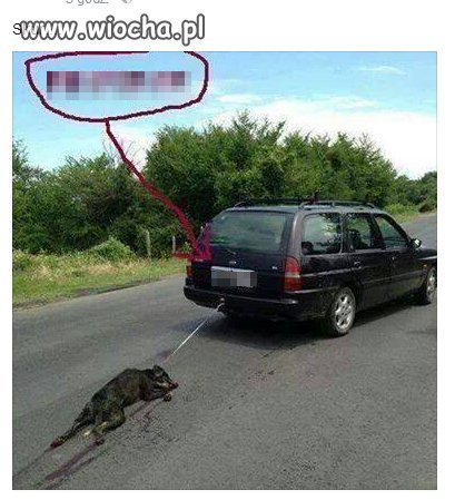 Zwierze na lince czy...