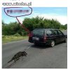 Zwierze na lince czy...
