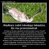 Lepiej jakby