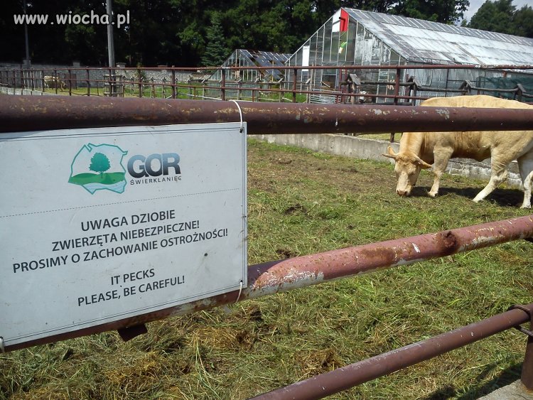 Uwaga! Krowy dziobią!