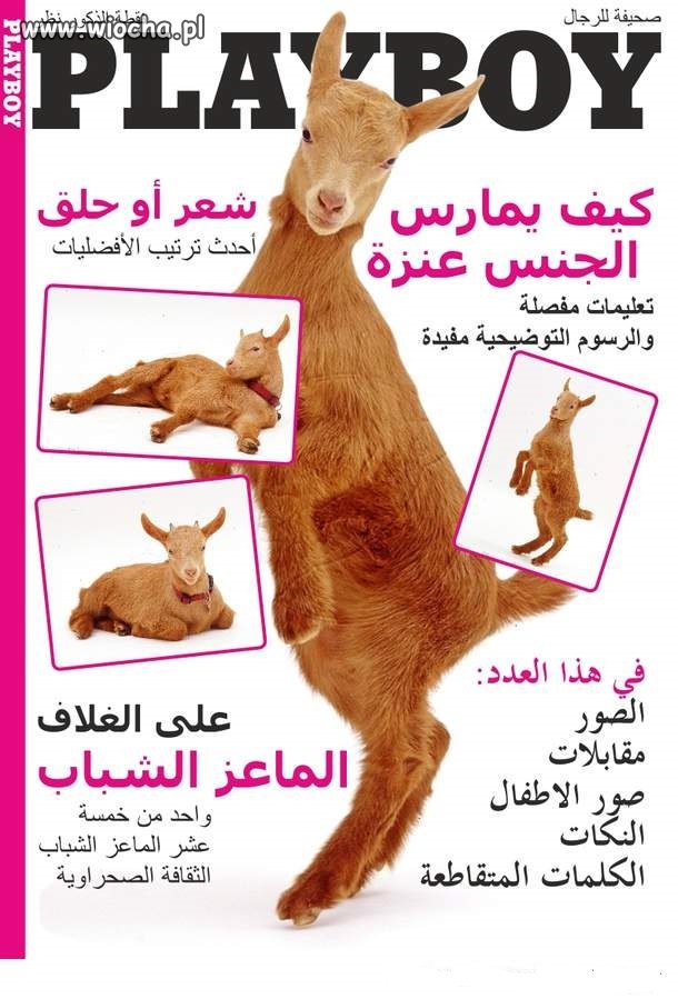 Playboy dla 