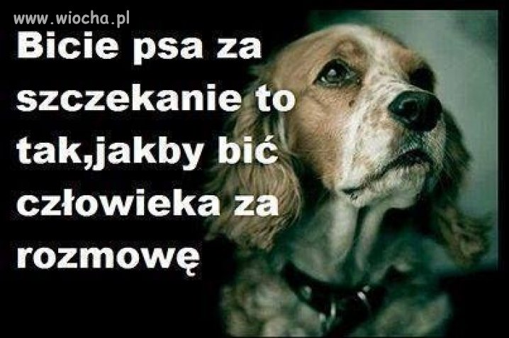 Bije tyko prymityw