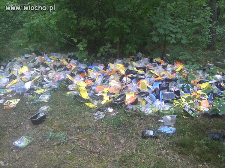 Tymczasem w lesie pod Wołominem