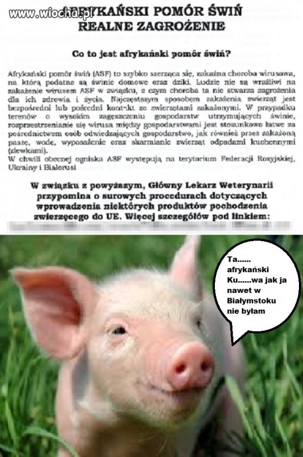 Afrykański pomór
