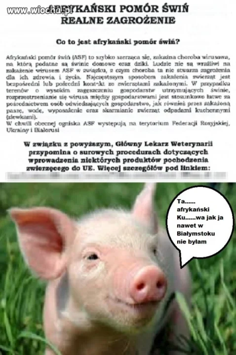 Afrykański pomór
