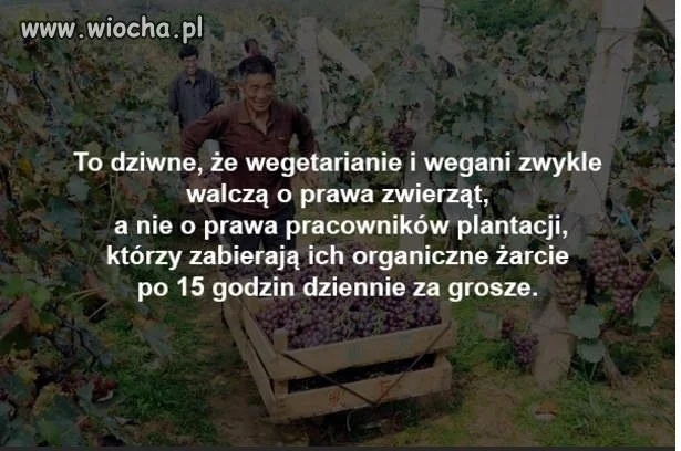 Zielona wiocha