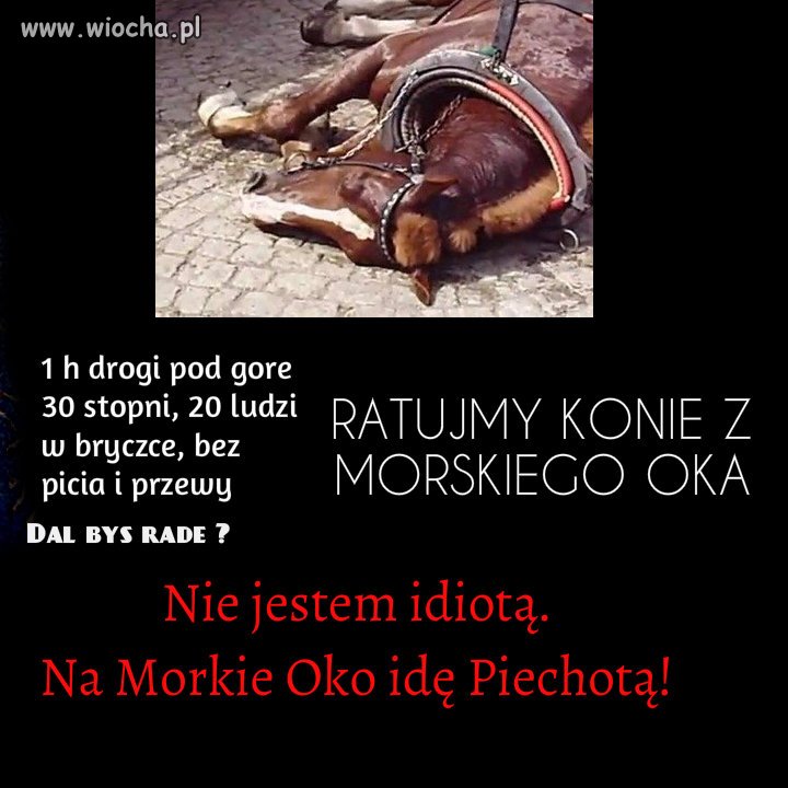 Tak właśnie można męczyć zwierzęta bezkarnie.  