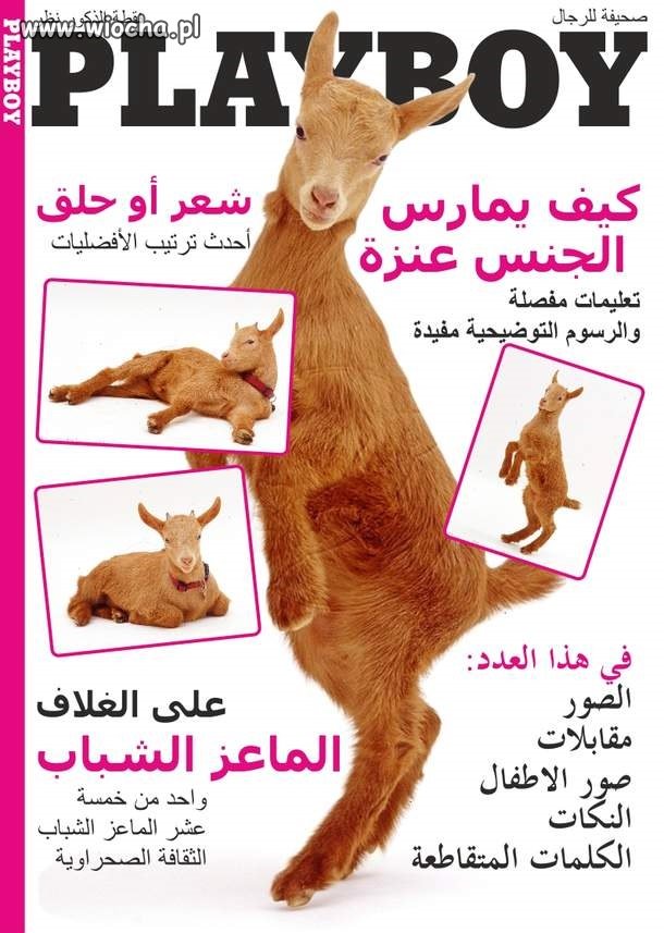 Playboy dla ciapatych