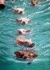 Wyścig do Koryta Sejmowego