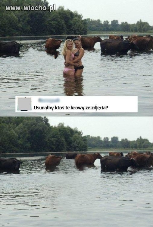 Krowy