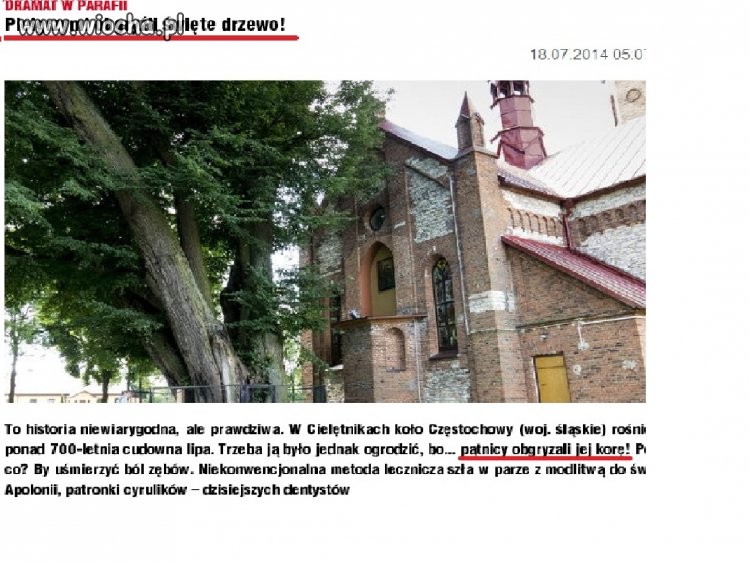 Obgryzali drzewo..
