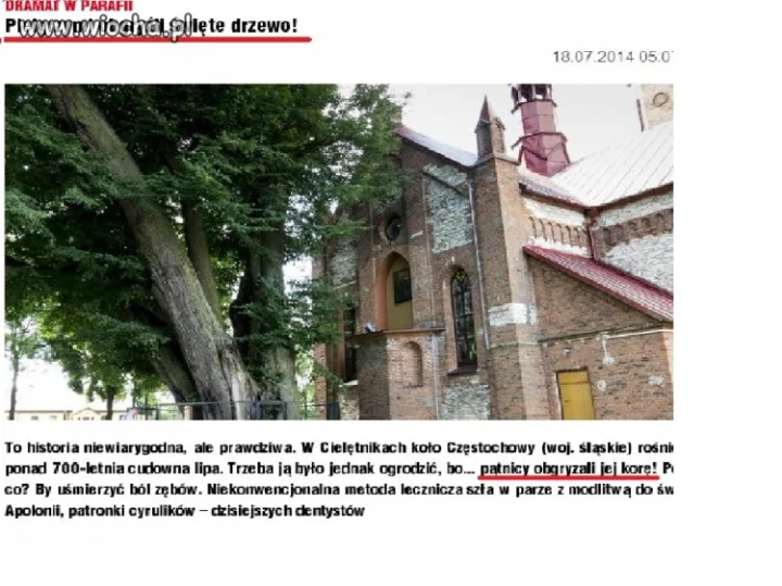 Obgryzali drzewo..