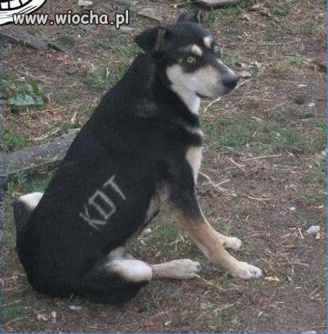 Właściciel kota to idiota.