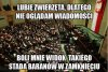 Lubię zwierzęta...