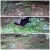 Las w Otominie koło Gdańska