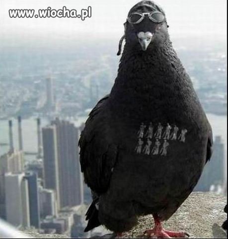 Gołąb !?