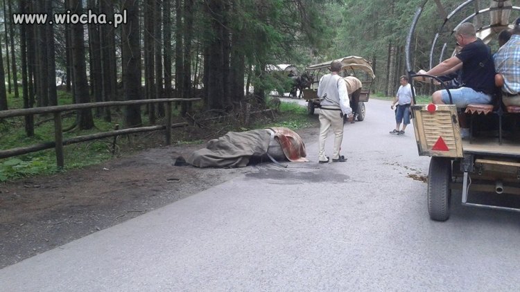 W drodze na Morskie Oko ZNOWU padł koń ...