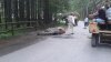 W drodze na Morskie Oko ZNOWU padł koń ...