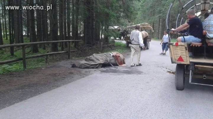 W drodze na Morskie Oko ZNOWU padł koń ...