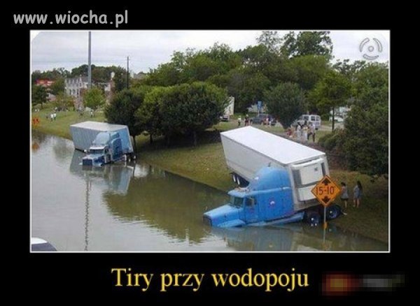 Para dzikich tirów przy wodopoju