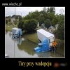 Para dzikich tirów przy wodopoju