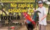 Poziom tabloidów