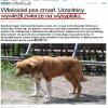 Urzędnicy wywożą chorego psa na wysypisko śmieci.