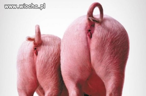 NOWA JAKOŚĆ W POLITYCE
