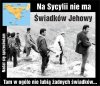 Stcylia wolna