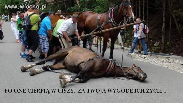 Nie korzystaj w wozów na morskie oko
