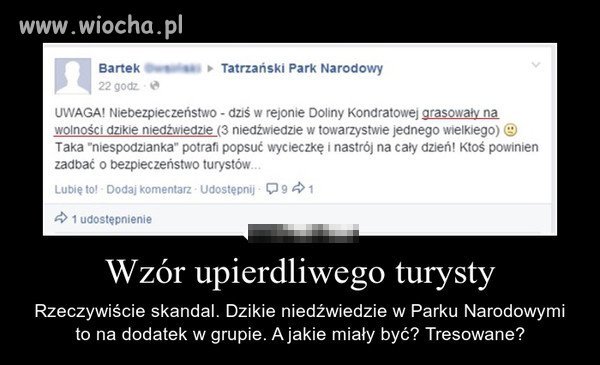 Dzikie niedźwiedzie 