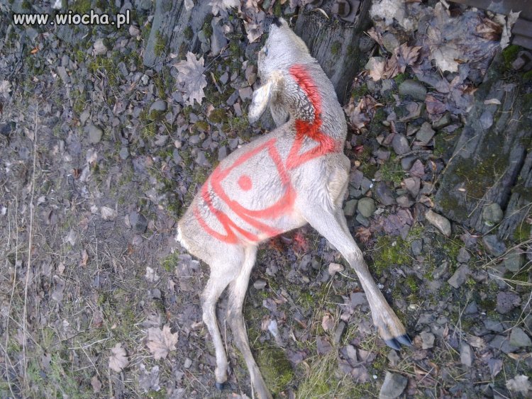 Bambi