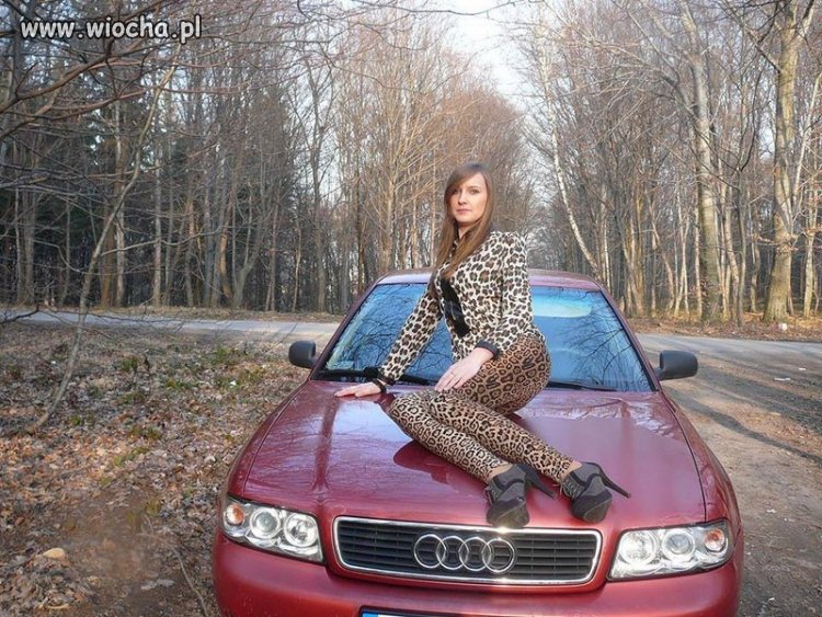 Panterka na Audicy 