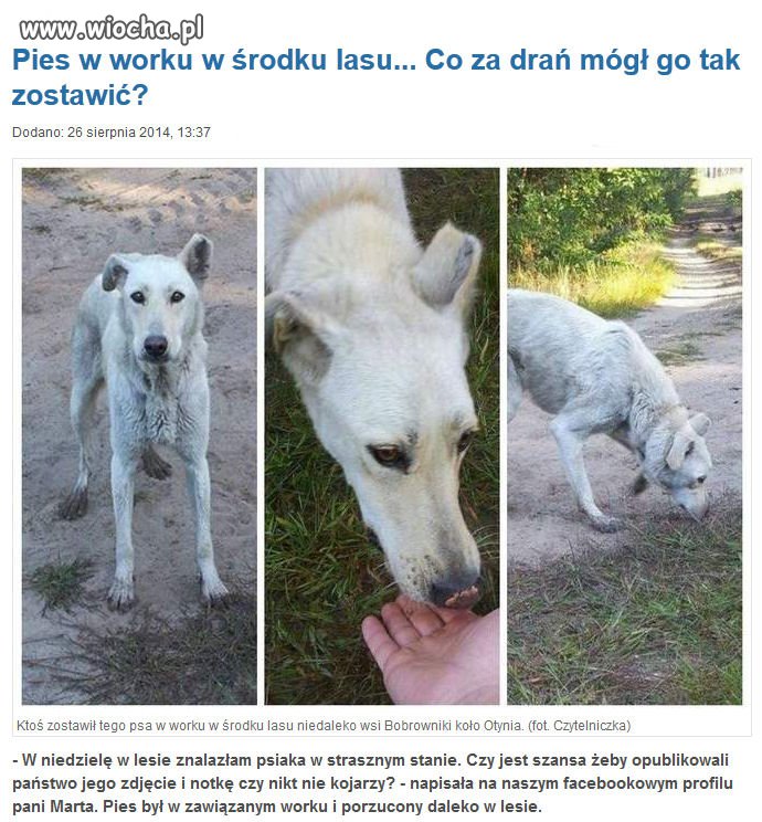 Pies w worku w środku lasu