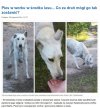 Pies w worku w środku lasu