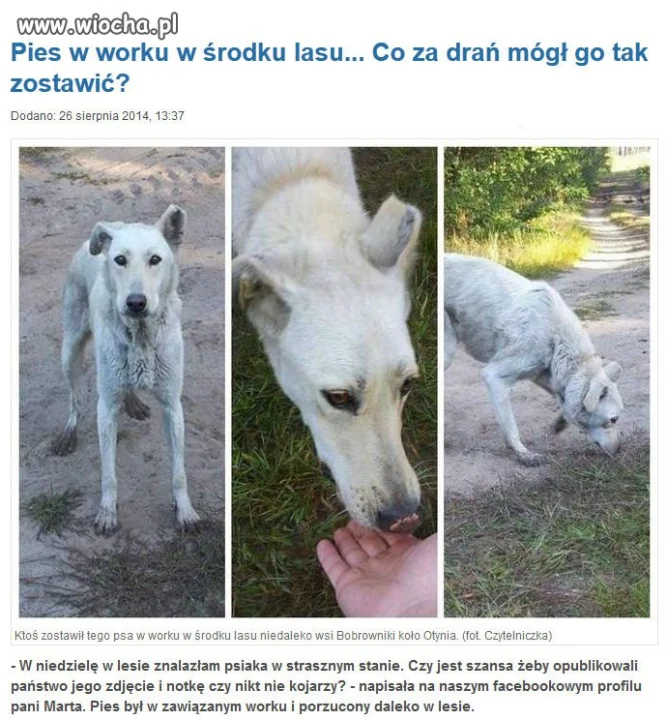 Pies w worku w środku lasu
