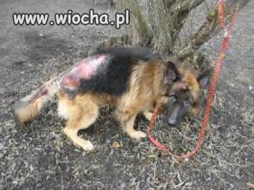 Pies pozostawiony w lesie na śmierć