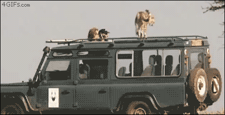 Safari