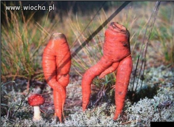 Przyroda i jej wolna wola