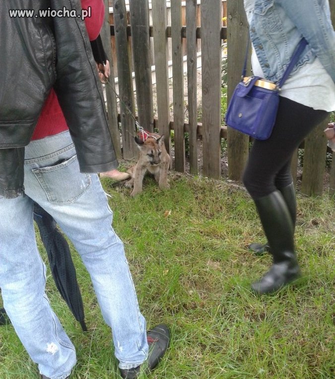 PUMA na smyczy 
