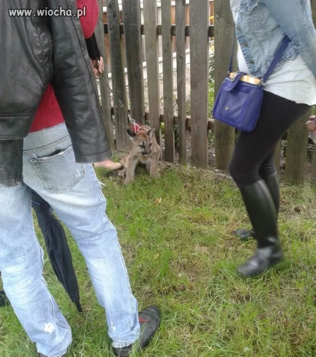 PUMA na smyczy 