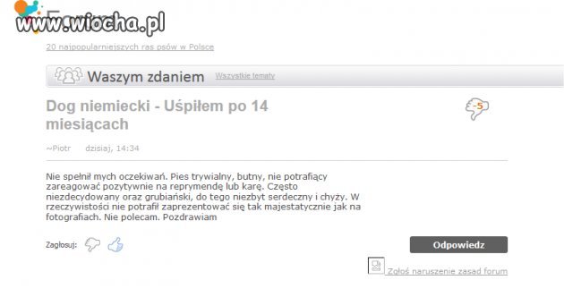 Nowy "produkt" na rynku - Dog niemiecki