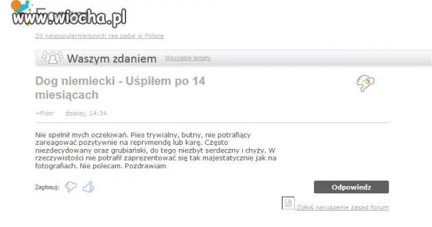 Nowy "produkt" na rynku - Dog niemiecki