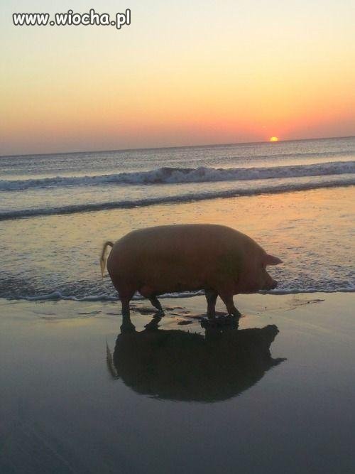 Poseł na plaży
